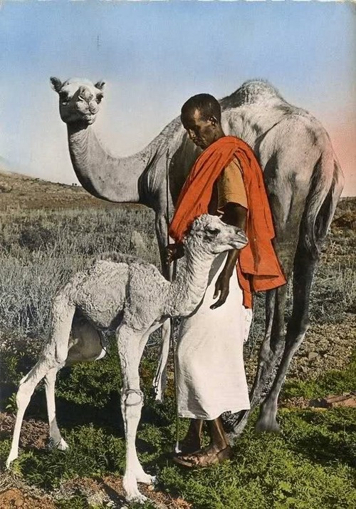 A Somali herder in an orange shawl standing with a white camel and her calf